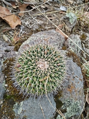 Mammillaria gigantea