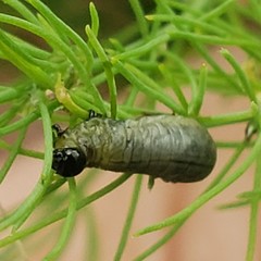Crioceris asparagi