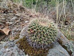 Mammillaria gigantea