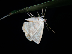 Synegia eumeleata