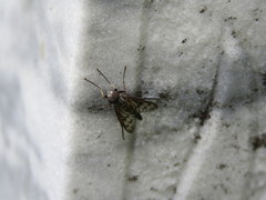Tabanomorpha