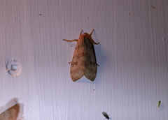 Halysidota tessellaris