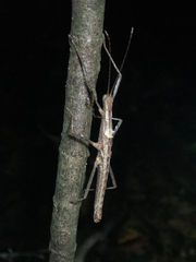 Neohirasea hongkongensis