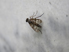Tabanomorpha