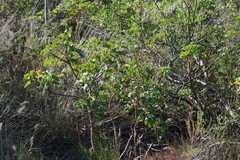 Pelargonium ribifolium
