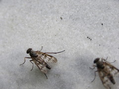 Tabanomorpha
