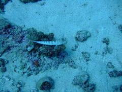 Parapercis punctulata