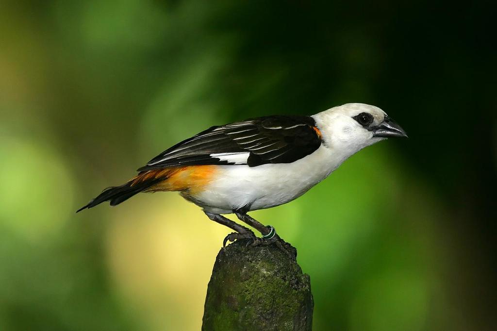 White-headed Buffalo-Weaver (Dinemellia dinemelli) photo