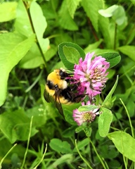 Bombus distinguendus