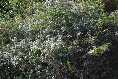 Helichrysum petiolare