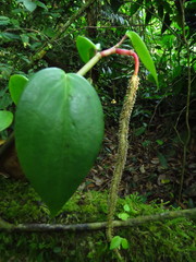 Peperomia hernandiifolia