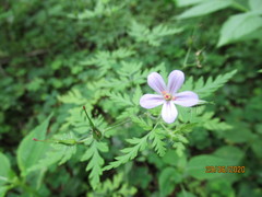 Geranium robertianum
