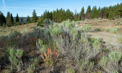Castilleja hispida acuta