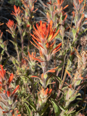 Castilleja hispida acuta