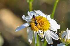 Cylindromyia interrupta