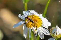 Cylindromyia interrupta