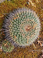 Mammillaria gigantea