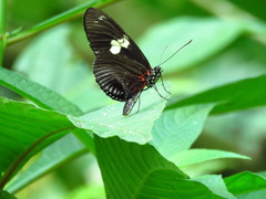 Heliconius doris viridis