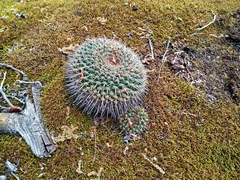 Mammillaria gigantea