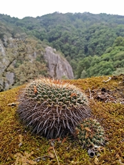 Mammillaria gigantea
