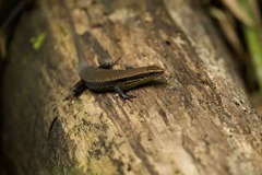 Eutropis madaraszi