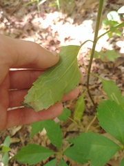 Liriomyza carphephori