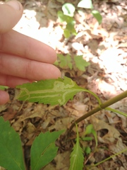 Liriomyza carphephori