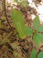 Liriomyza carphephori