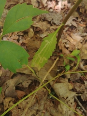 Liriomyza carphephori