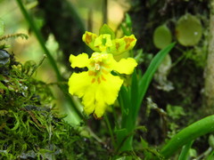 Erycina