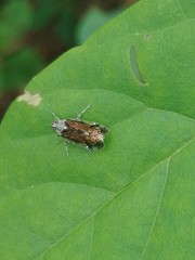 Melanoliarus placitus