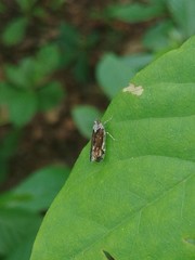 Melanoliarus placitus