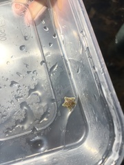 Asterina phylactica