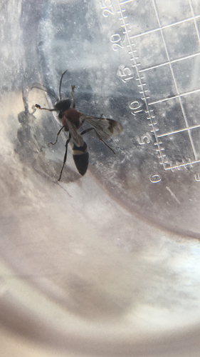 Oryttus concinnus