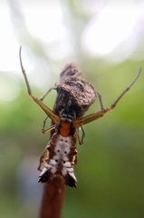 Micrathena quadriserrata
