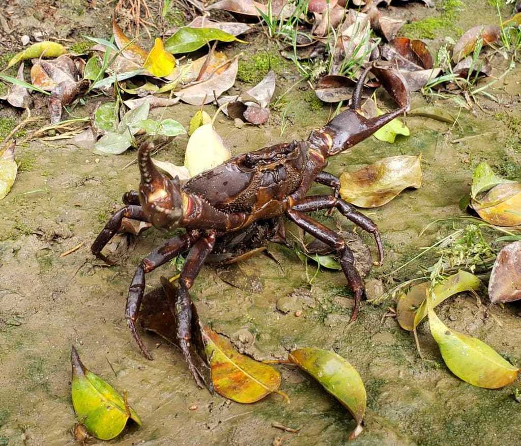 Strengeriana antioquensis