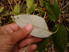 Oligactis sessiliflora