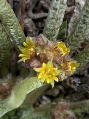 Ivesia muirii