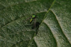 Condylostylus comatus