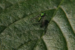 Condylostylus comatus