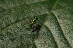 Condylostylus comatus