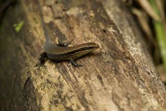 Eutropis madaraszi