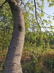 Bursera palmeri