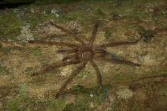 Poecilotheria