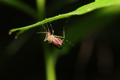 Aedes canadensis canadensis