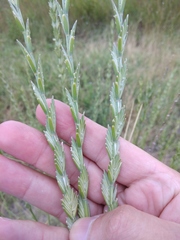 Thinopyrum elongatum