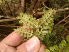 Weinmannia tomentosa