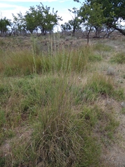 Thinopyrum elongatum