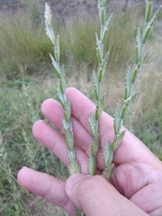 Thinopyrum elongatum