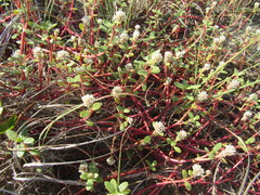 Blutaparon portulacoides